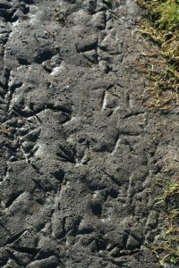 Bird Feet Mud Impressions