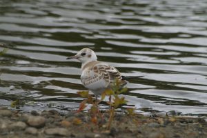 Juvenile Black Headed Gull