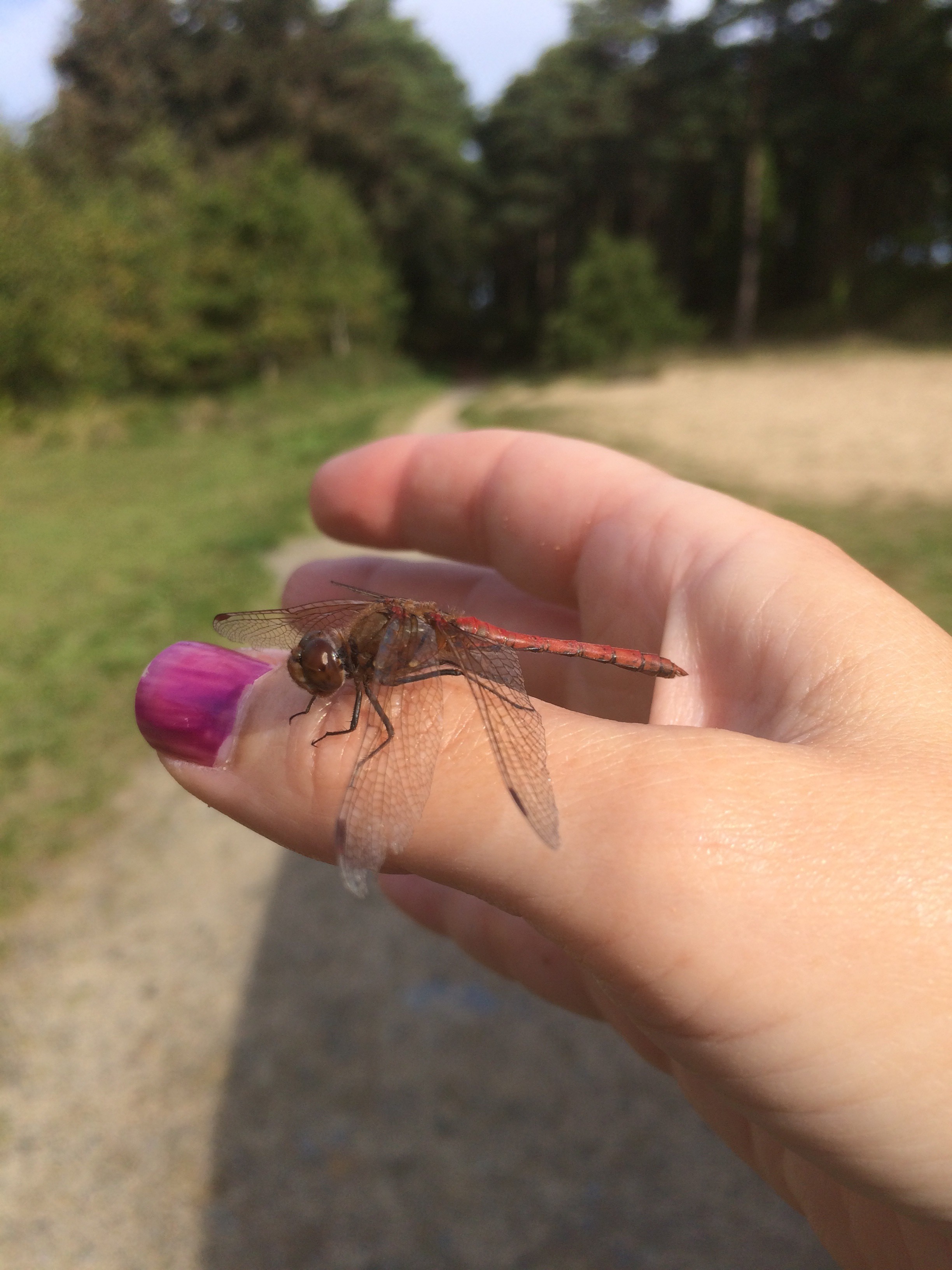 Dragonfly on Hand