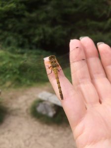 Common Darter Dragonfly