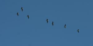 Geese in Flight