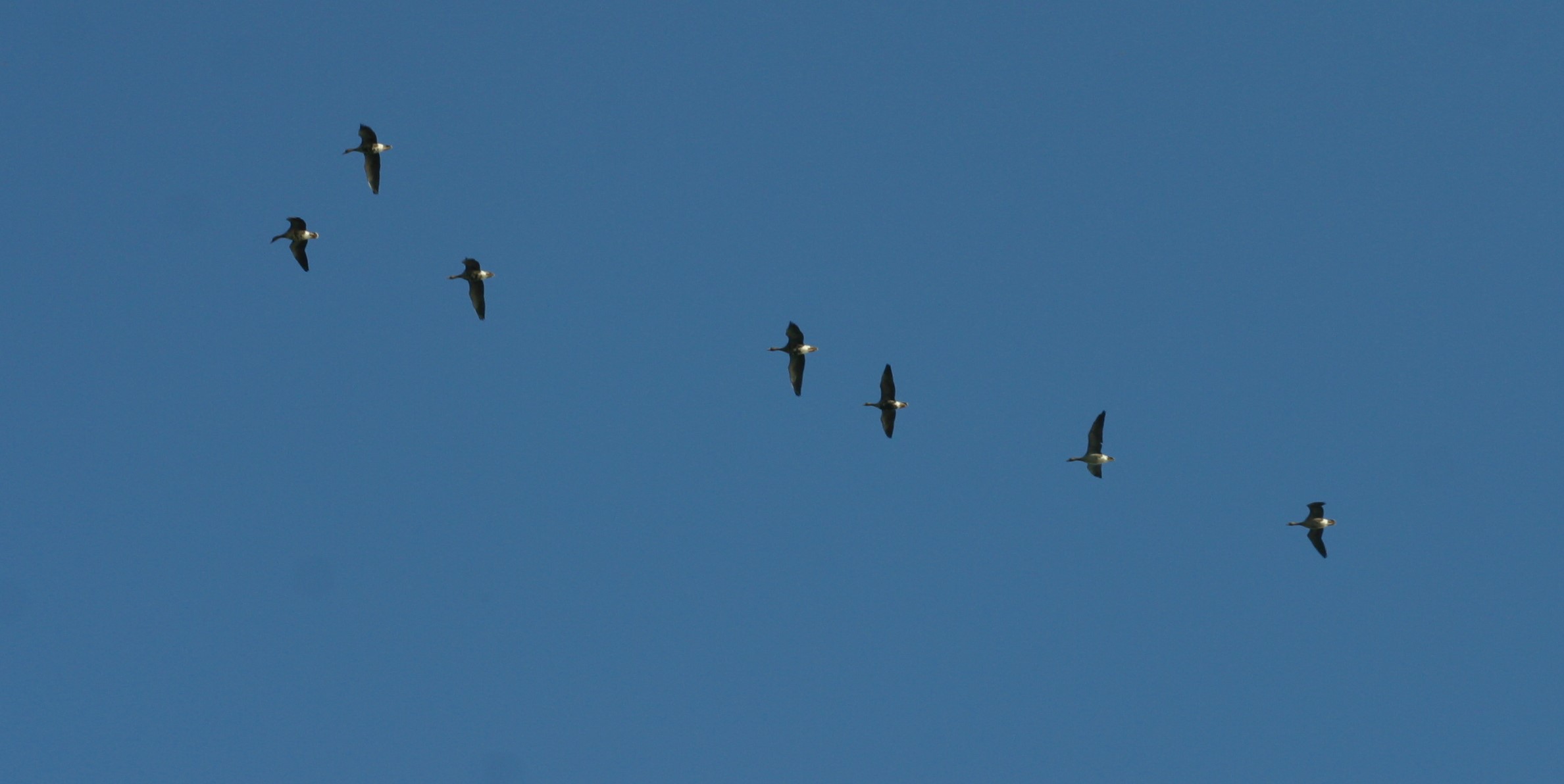 Geese in Flight