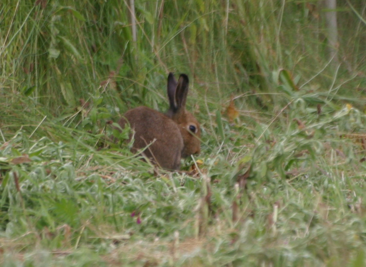 Hare