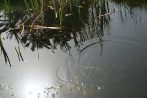 Water Insect movement on Pond