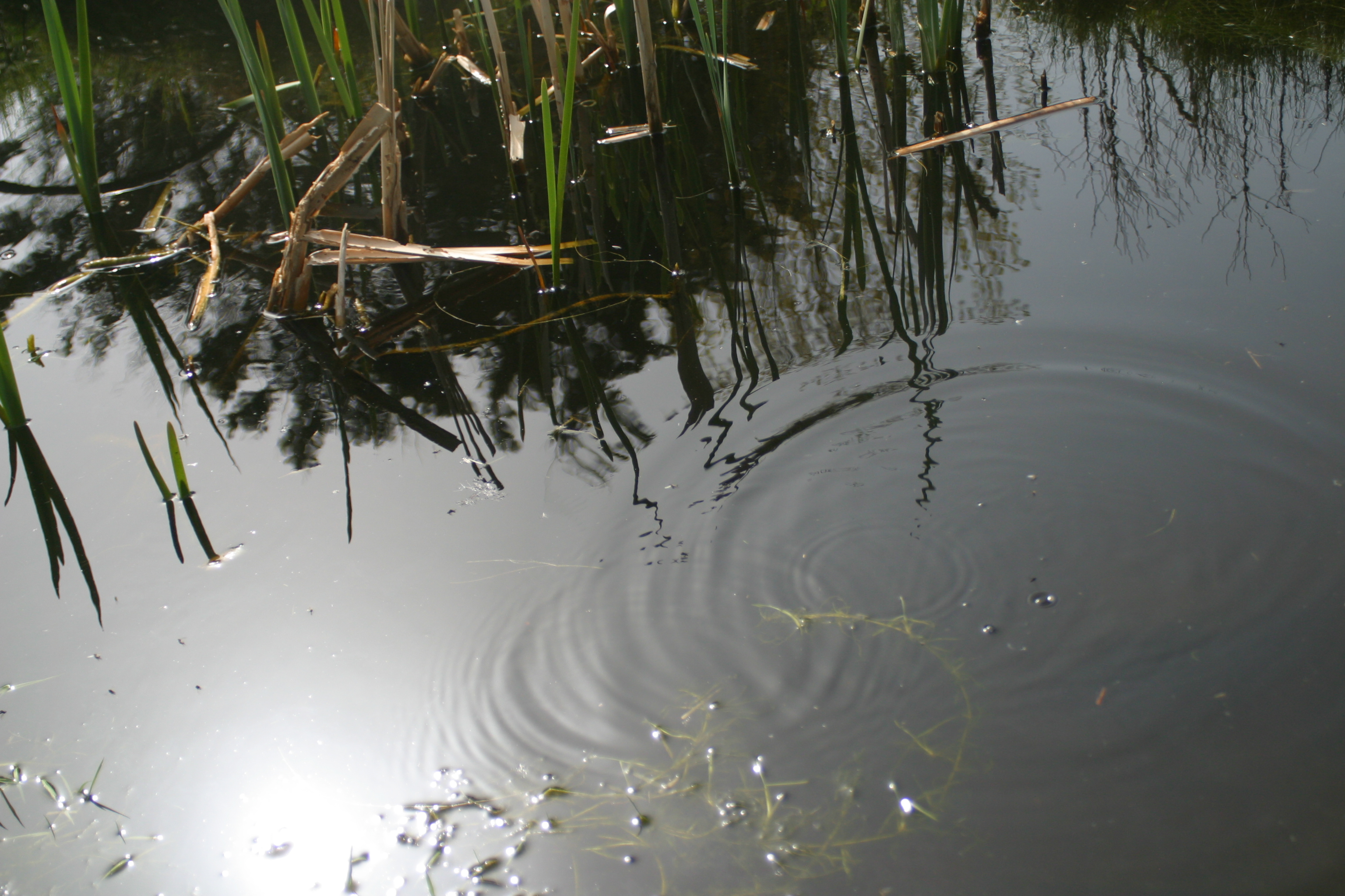 Water Insect movement on Pond