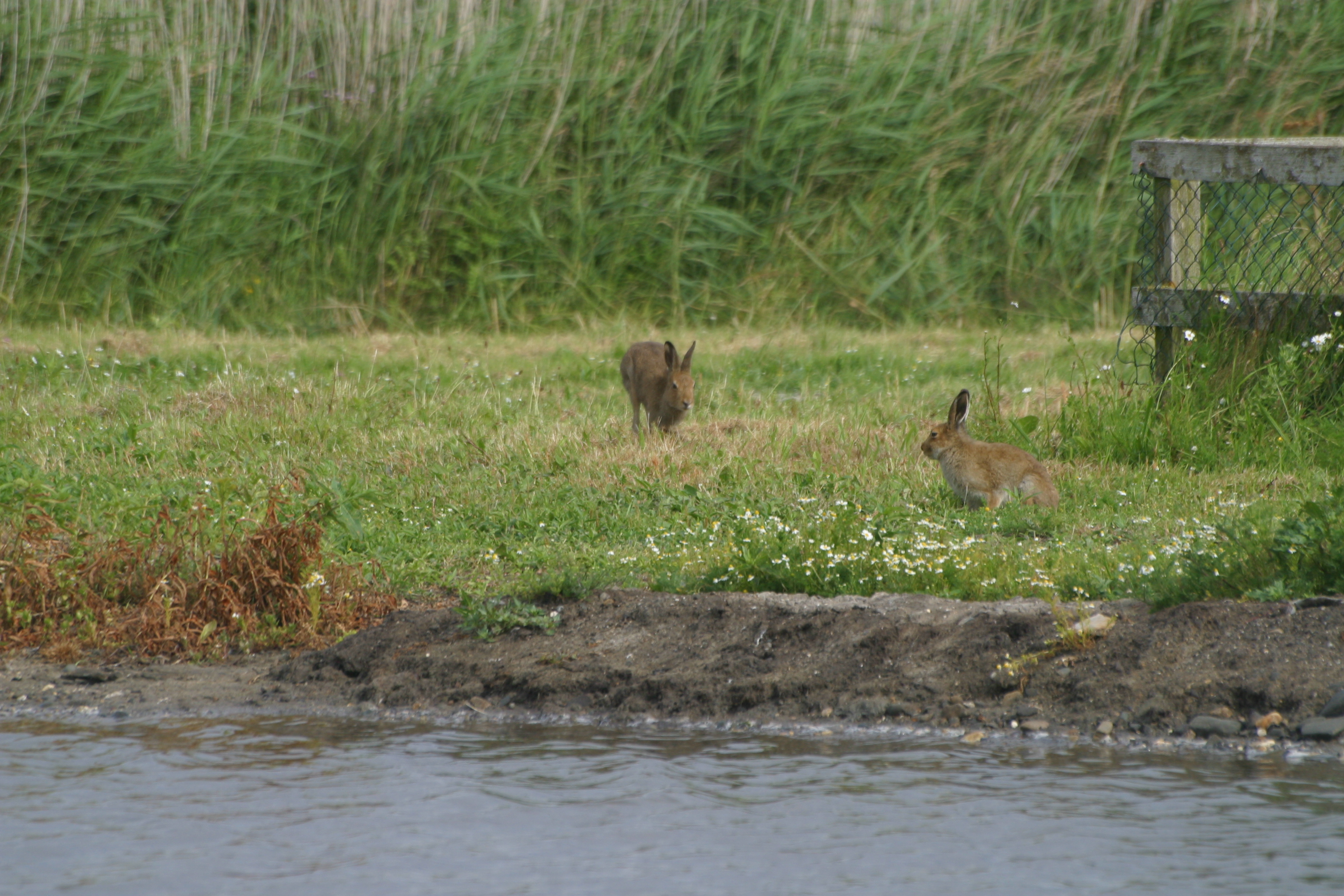 Hares near the Weather Station