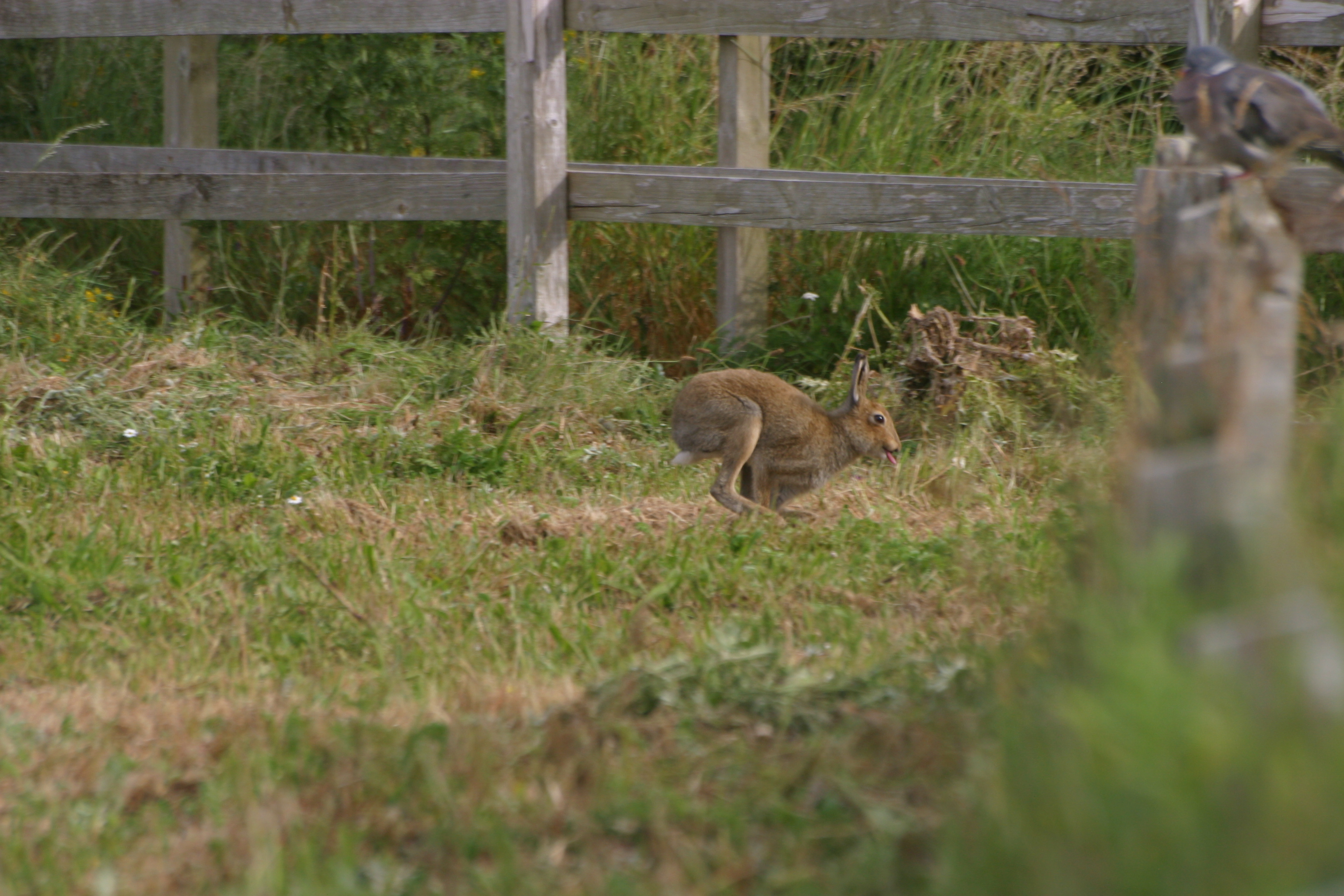 Hare sprinting