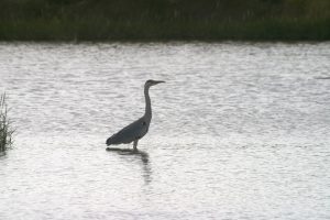 Heron