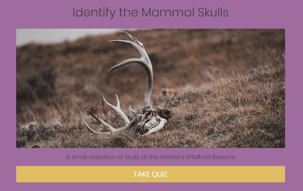 Mammal Skull Quiz