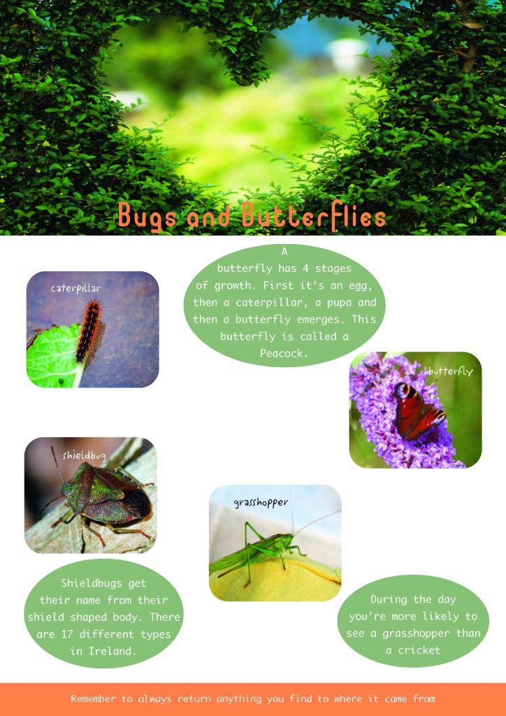 Bugs and Butterflies Info Sheet