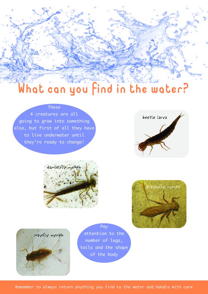 Water Insects Info Sheet