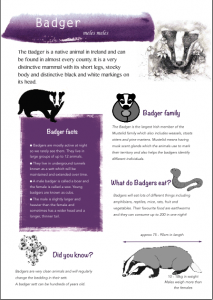 Badger Factsheet