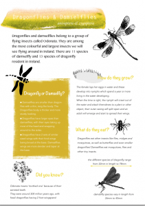 Dragonfly and Damselfly Factsheet
