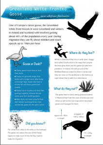 Greenland White-Front Goose Factsheet