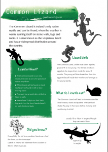 Common Lizard Factsheet