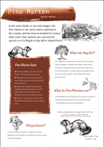 Pine Martin Factsheet