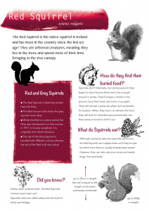 Red Squirrel Factsheet
