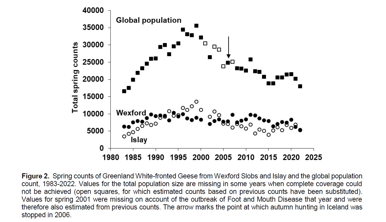 A graph depicting the numbers of Greenland White-fronted geese globally and spring counts from Wexford and Islay 1983 to 2022.
