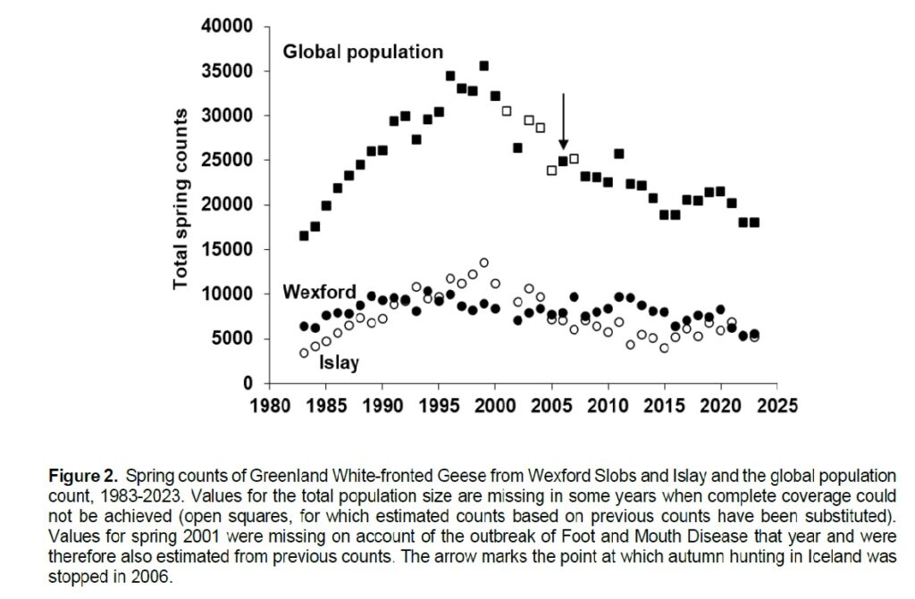 Global population graph of Greenland White-fronted goose numbers with numbers for Wexford and Islay from 1980 onwards.