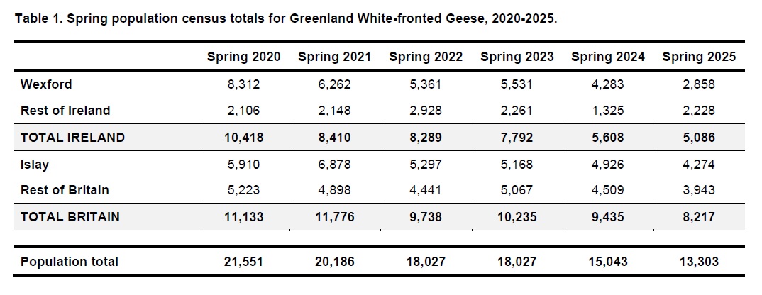 Table showing spring population census totals for Greenland White Fronted geese from 2020 to 2025
